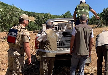 Elazığ'da onlarca keklik doğaya salındı