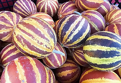 Elazığ'da şamama kavunu tezgahlarda