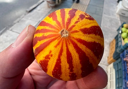 Elazığ'da şamama kavunu tezgahlardaki yerini aldı