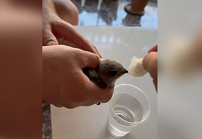 Elazığ'da sıcaktan bayılan ebabil suyla ayıldı