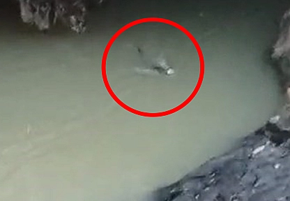 Elazığ'da su samuru balık avlarken görüntülendi