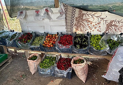 Elazığ'da tarladan sofraya uygun fiyatlı sebze
