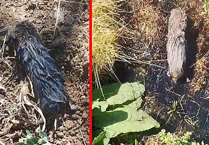 Elazığ'da toprak altından çıkan canlı merak uyandırdı