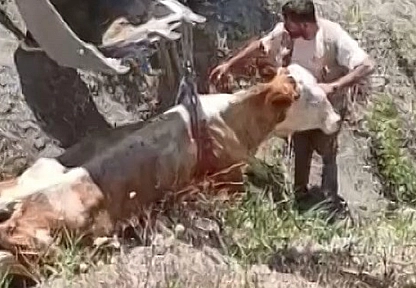 Elazığ'da Uçurumdan inek düştü