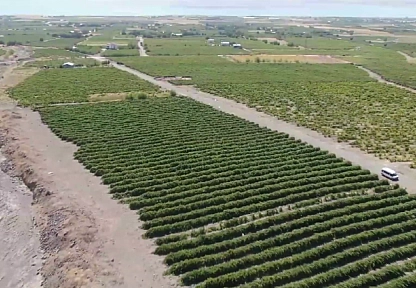 Elazığ'da üretiliyor Avrupa kapış kapış alıyor! Yerine göre kilosu 400 TL'yi aşıyor… Faydası saymakla bitmiyor