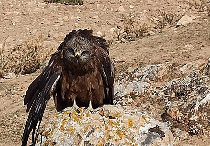 Elazığ'da yaralı çaylak kuşuna köylülerden şefkat eli