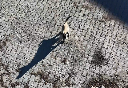 Elazığ'da yavru kangal ile dronun eğlenceli mücadelesi