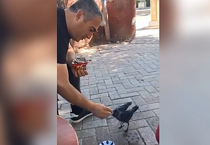 Elazığ'da yürek ısıtan an: Bitkin yavru kargaya kek ikramı