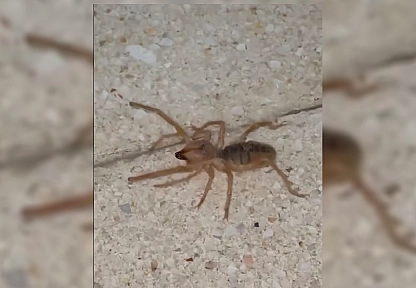Elazığ'da zehirli etçil sarı kız örümceği görüntülendi