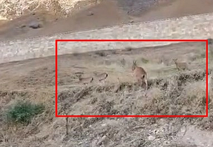 Elazığ'ın tarihi kalesinde dağ keçisi sürüsü görüntülendi