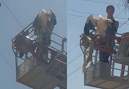 Palu'da yaralı leylek itfaiye ekipleri tarafından kurtarıldı
