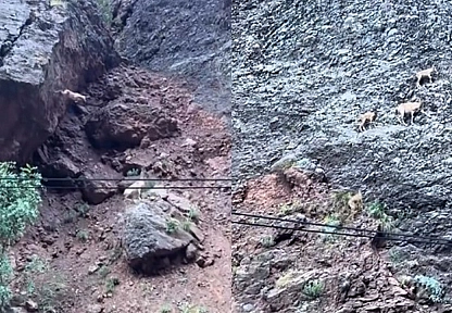 Tunceli'de Dağ Keçilerinden Nefes Kesen Atlayış: O Anlar Kamerada