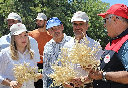 Yerli Tüylü Nohutta hasat zamanı