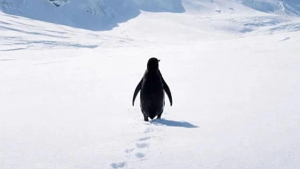 Penguende kendini aramak