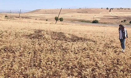 Ağın'da tüylü nohutta hasat bereketi
