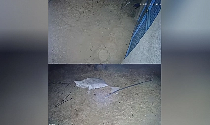 Baskil'de panik yaratan sesin nedeni belli oldu