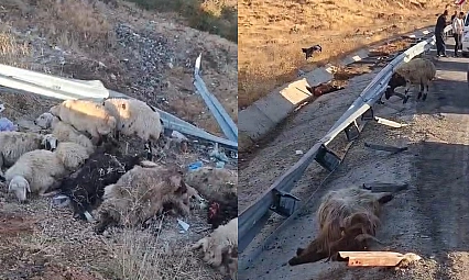 Bingöl'de hayvan taşıyan kamyon şarampole yuvarlandı: 2 yaralı, çok sayıda küçükbaş telef oldu