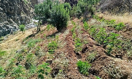 Bingöl'de uyuşturucu operasyonu