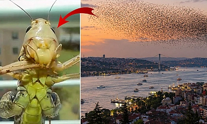Dev çekirge sürüsü yayılıyor! Bir il daha alarm verdi