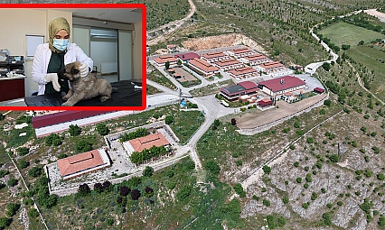 Elazığ'da 9 yılda 15 bin 368 sokak hayvanına şifa oldular