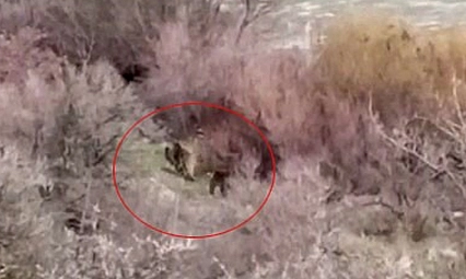 Elazığ'da balıkçıyla ayı ailesi burun buruna geldi