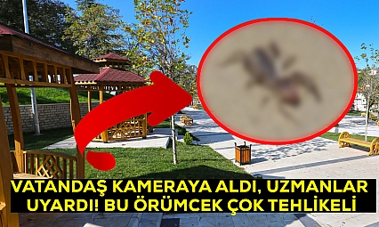 Elazığ'da görüldü! Et yiyen örümcek olarak biliniyor: Zehrine karşı uyarı geldi