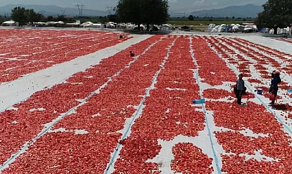 Elazığ'da Kilosu 9 TL'ye kadar düştü, kurusu 190 TL'ye satılıyor! Kolesterolü sıfırlıyor, damarları açıyor