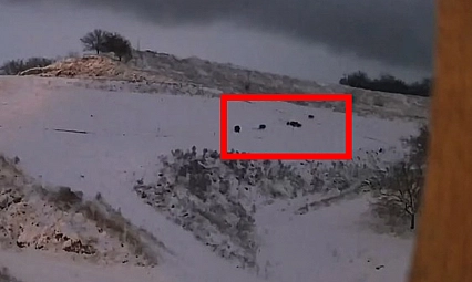 Elazığ'da kurt ile domuz sürüsü arasında kovalamaca kamerada