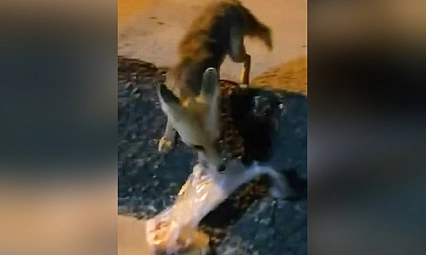 Elazığ'da tilki yemeği alıp gözden kayboldu