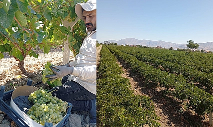 Elazığ'da üretici için zor yıl: Düşük verim, ertelenmeyen krediler