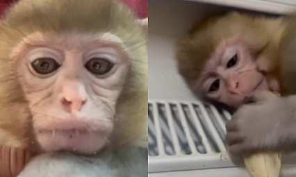 Elazığ'da yavru makak maymunu koruma altına alındı