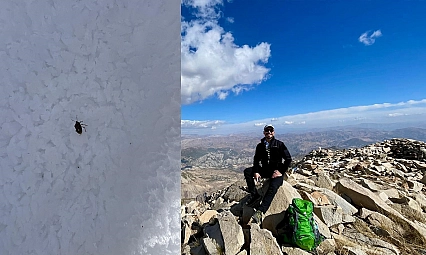 Elazığlı Dağcılar Bingöl Sülbüs Dağı'nda Şaşırtan Türle Karşılaştı!