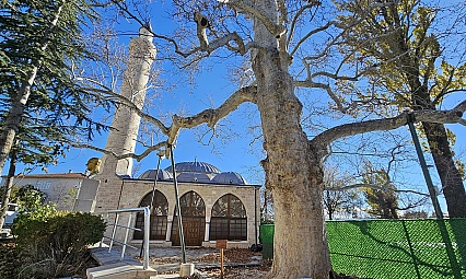 Harput'un 300 yıllık çınarı zamanın izlerini taşıyor