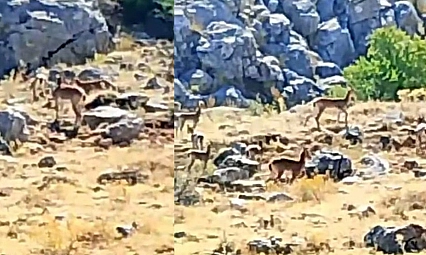 Malatya'da sürü halindeki yaban keçileri görüntülendi