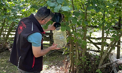Tarım denetimleri hız kesmiyor: Kahverengi kokarca takibi ve pestisit kontrolü sahalarda
