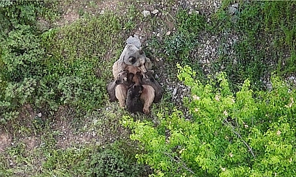 Tunceli'de yavrularını emziren ayı, dronla kaydedildi