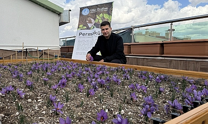 Ülkü Ocakları Genel Merkezi'nin Terasında Safran Hasadı