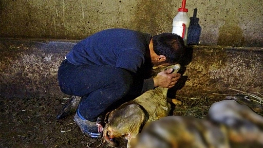 Kesilen inekten 5 buzağı çıkınca gözyaşlarını tutamadı