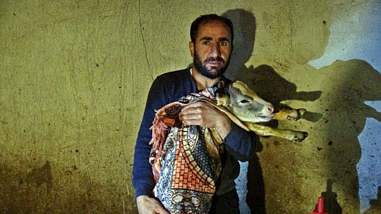Kesilen inekten 5 buzağı çıkınca gözyaşlarını tutamadı