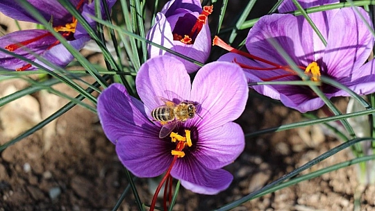 Elazığ'da Safran Bitkisi Hasadı Gerçekleşti…