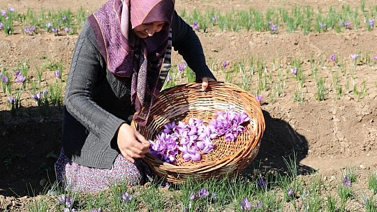 Elazığ'da Safran Bitkisi Hasadı Gerçekleşti…