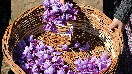 Elazığ'da Safran Bitkisi Hasadı Gerçekleşti…