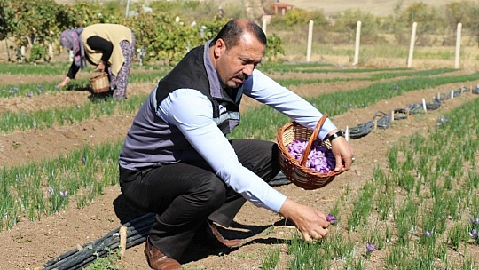 Elazığ'da Safran Bitkisi Hasadı Gerçekleşti…