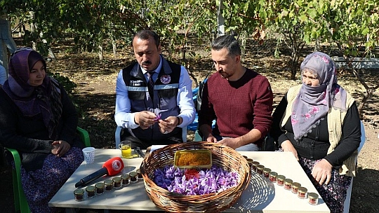 Elazığ'da Safran Bitkisi Hasadı Gerçekleşti…