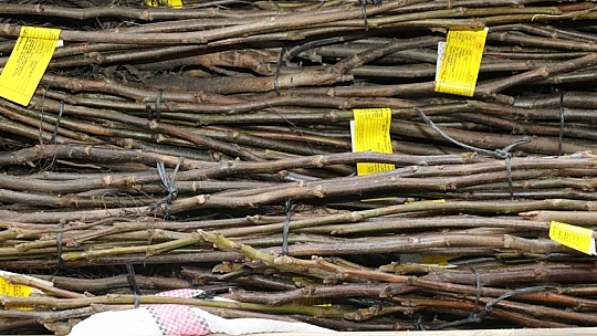 Üreticilere Yüzde 75 Hibeli Ceviz Fidanı Dağıtıldı