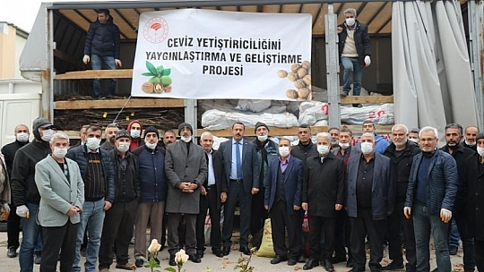 Üreticilere Yüzde 75 Hibeli Ceviz Fidanı Dağıtıldı