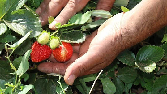 Elazığ'da çilek Hasadı Devam Ediyor…