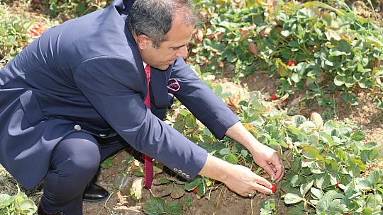 Elazığ'da çilek Hasadı Devam Ediyor…