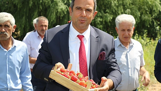 Elazığ'da çilek Hasadı Devam Ediyor…