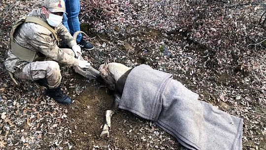Elazığ İl Jandarma Komutanlığı, Yaralı Dağ Keçisi İçin Seferber Oldu